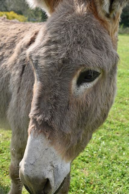 culito foto|Más de 600 imágenes gratis de Culos y Burro .